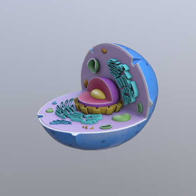 3D Cell