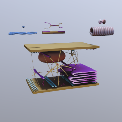 3D Cytoskeleton