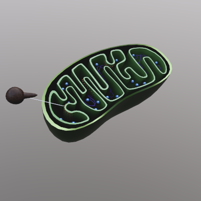 3D Mitochondrion