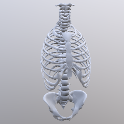 3D Thorax